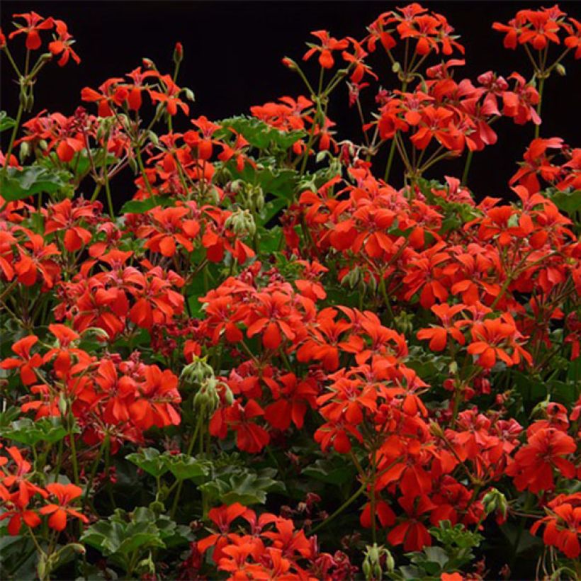 Pelargonium Roi des Balcons rosso (Flowering)