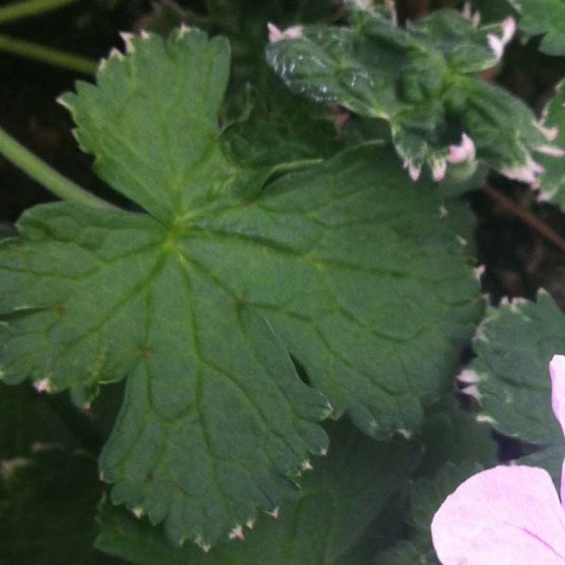 Geranium Dreamland (Fogliame)