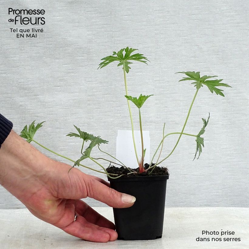 Example of Geranium Eureka Blue Vasetto da 8/9 cm as you get in printemps