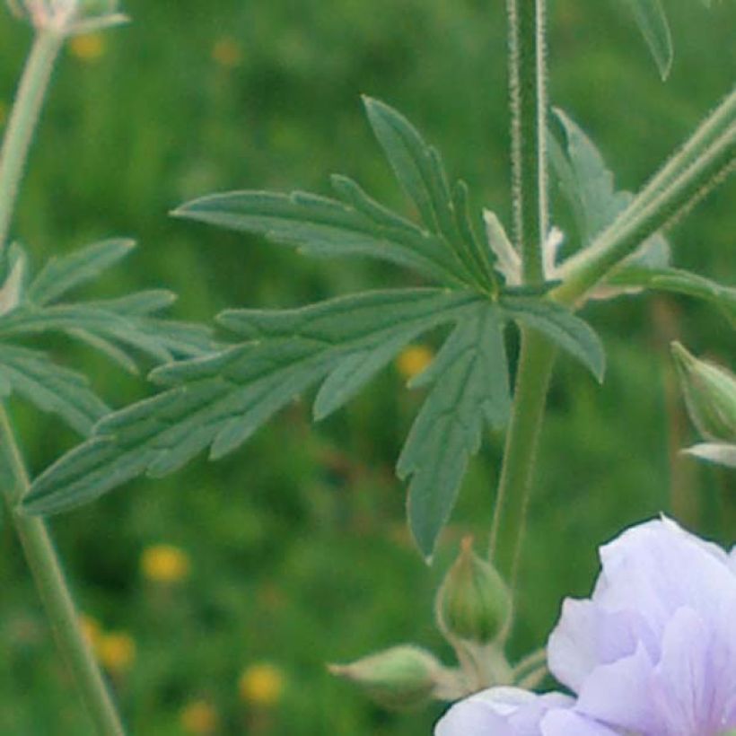 Geranium pratense Summer Skies - Geranio dei prati (Foliage)