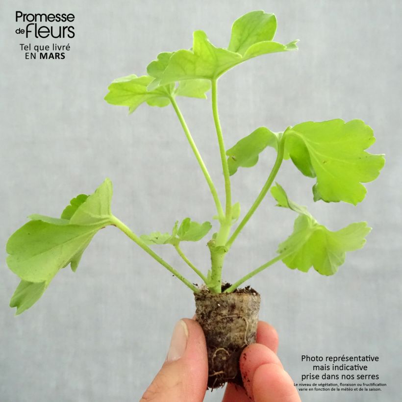 Geranio zonale TwoinOne Hot Pink Splash mini zolla... esemplare consegnato in primavera