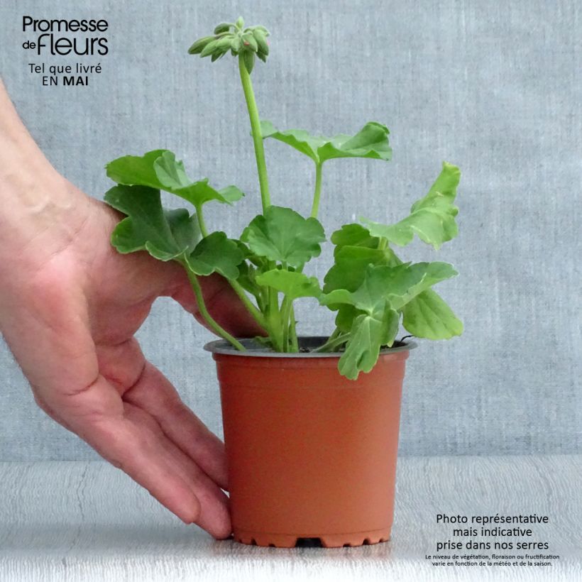 Geranio zonale TwoinOne Hot Pink Splash Vasetto da 8/9 cm esemplare consegnato in primavera