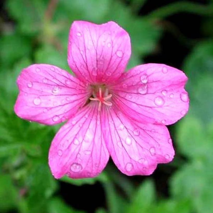 Geranium endressii Wargrave Pink (Fioritura)
