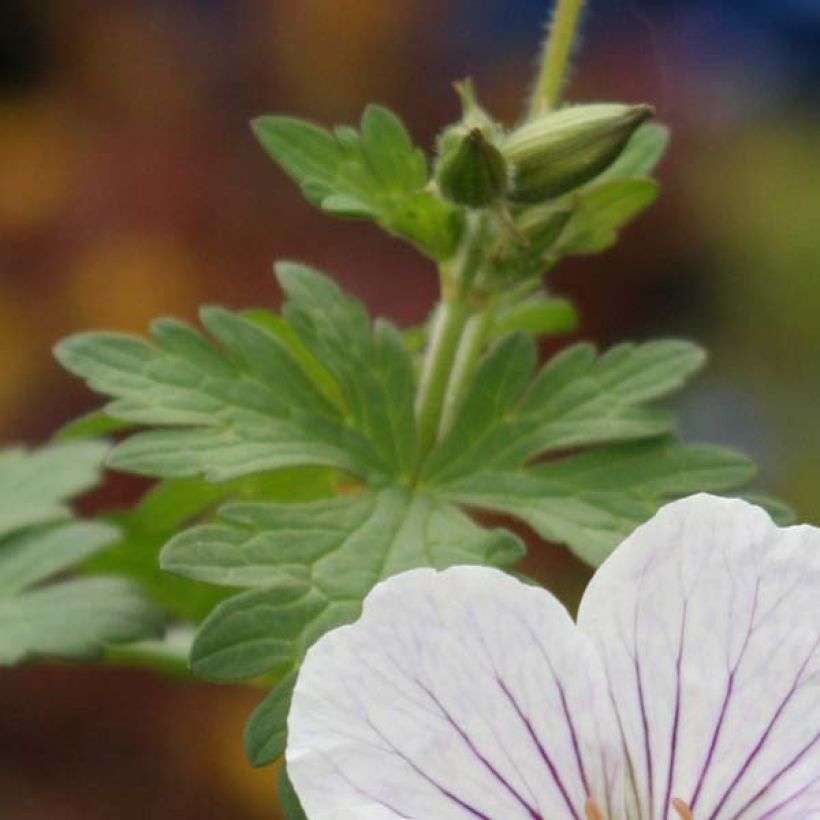 Geranium himalayense Derrick Cook (Fogliame)