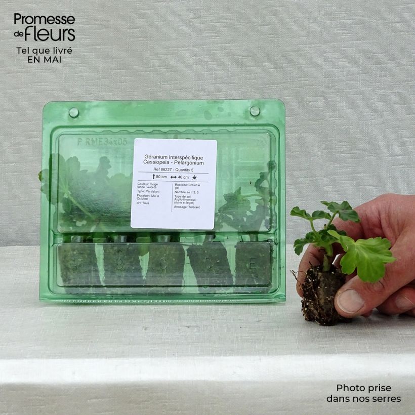 Example of Geranio zonale Cassiopeia mini zolla... as you get in printemps