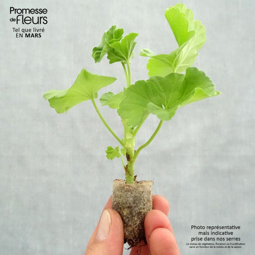 Geranio zonale TwoinOne White mini zolla... esemplare consegnato in primavera