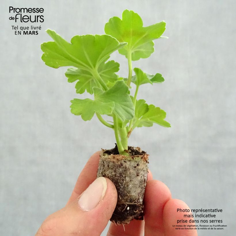 Geranio zonale TwoinOne Dark Red mini zolla... esemplare consegnato in primavera