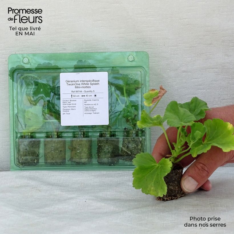 Example of Geranio zonale TwoinOne White Splash mini zolla... as you get in printemps