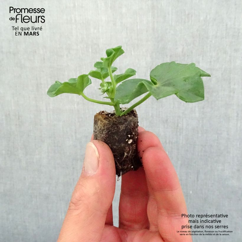 Example of Geranio edera Blanche Roche mini zolla... as you get in printemps