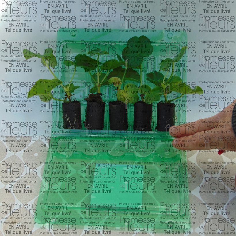 Esempio di esemplare Geranio edera Mexica Tomcat mini zolla... come consegnato