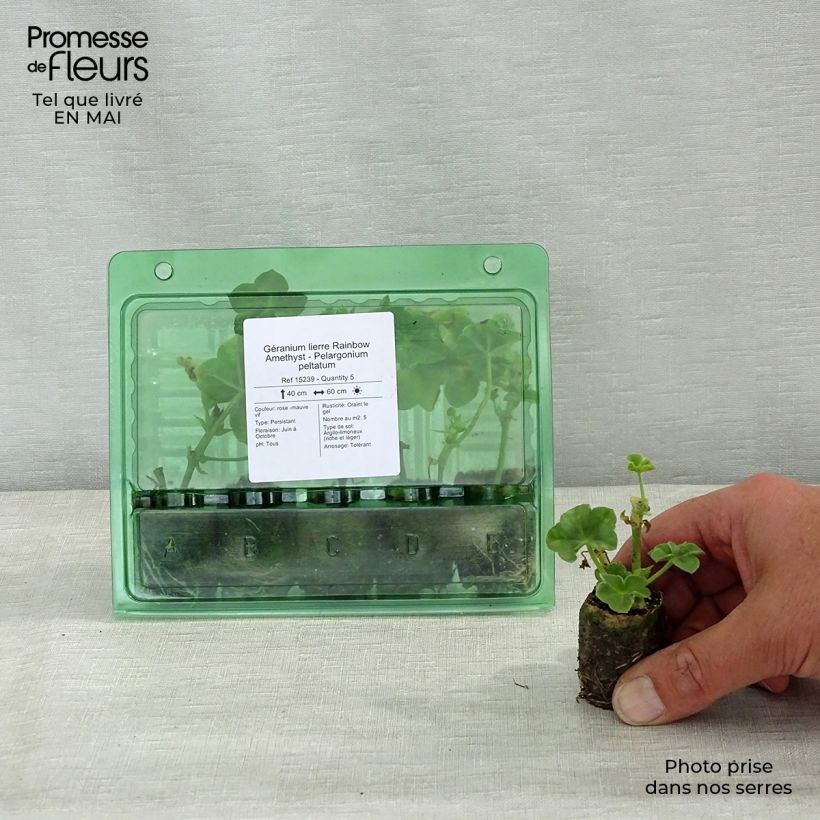 Geranio edera Rainbow Amethyst mini zolla... esemplare consegnato in primavera
