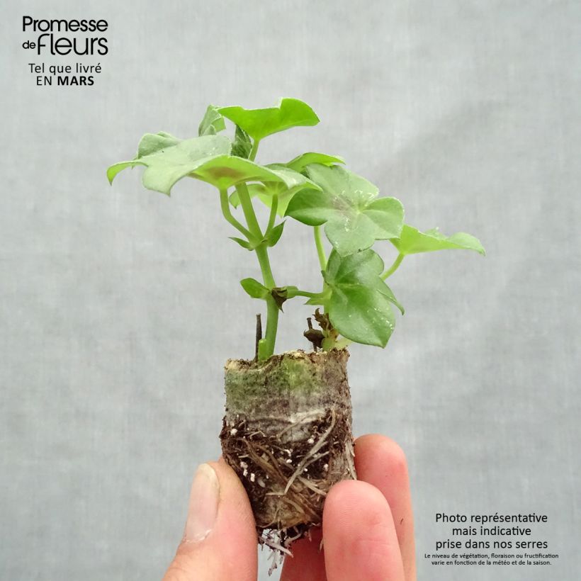 Example of Geranio edera Rainbow Neon Purple mini zolla... as you get in printemps