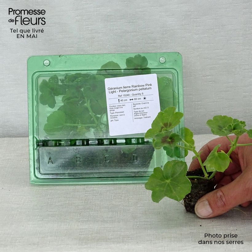 Geranio edera Rainbow Pink Light mini zolla... esemplare consegnato in primavera