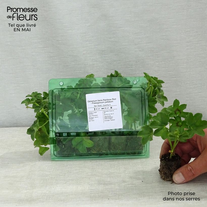 Geranio edera Rainbow Red mini zolla... esemplare consegnato in primavera
