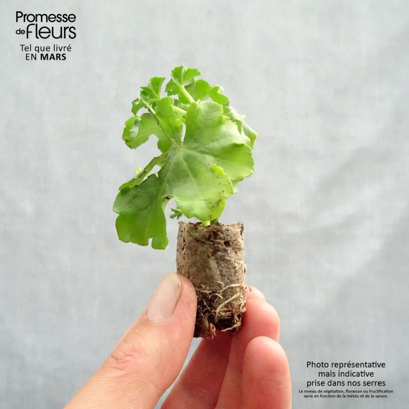 Example of Pelargonium Rois des Balcons Noa Mini zolla Ø 1,5/2,5 cm as you get in printemps