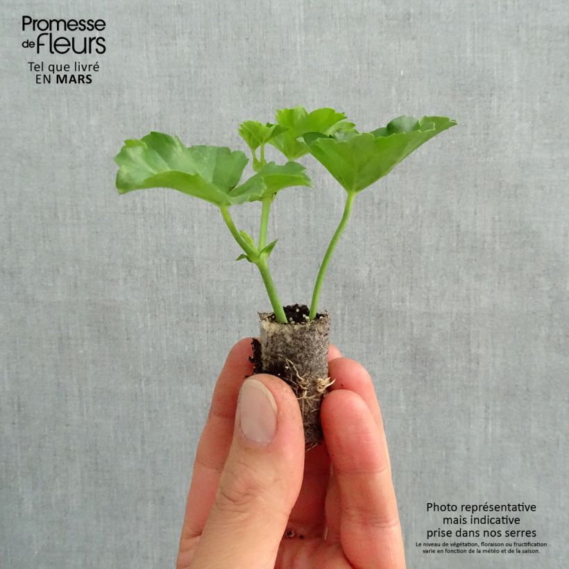 Example of Geranio edera Balcon Lilas, Lila Mini zolla Ø 1,5/2,5 cm as you get in printemps