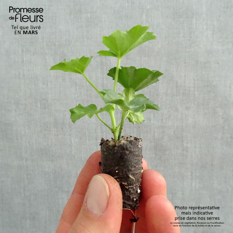 Example of Pelargonium Roi des Balcons rosso Mini zolla Ø 1,5/2,5 cm as you get in printemps