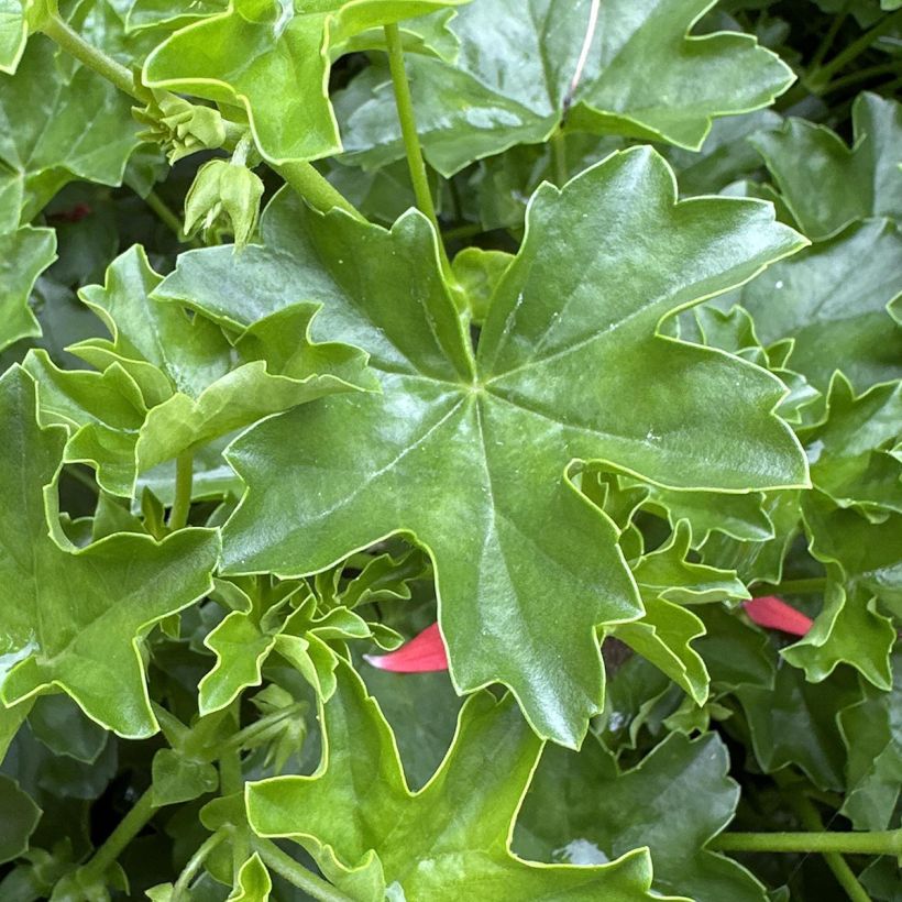 Pelargonium Roi des Balcons rosso (Foliage)