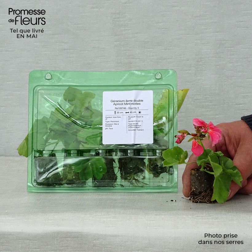 Geranio edera Double Apricot mini zolla... esemplare consegnato in primavera