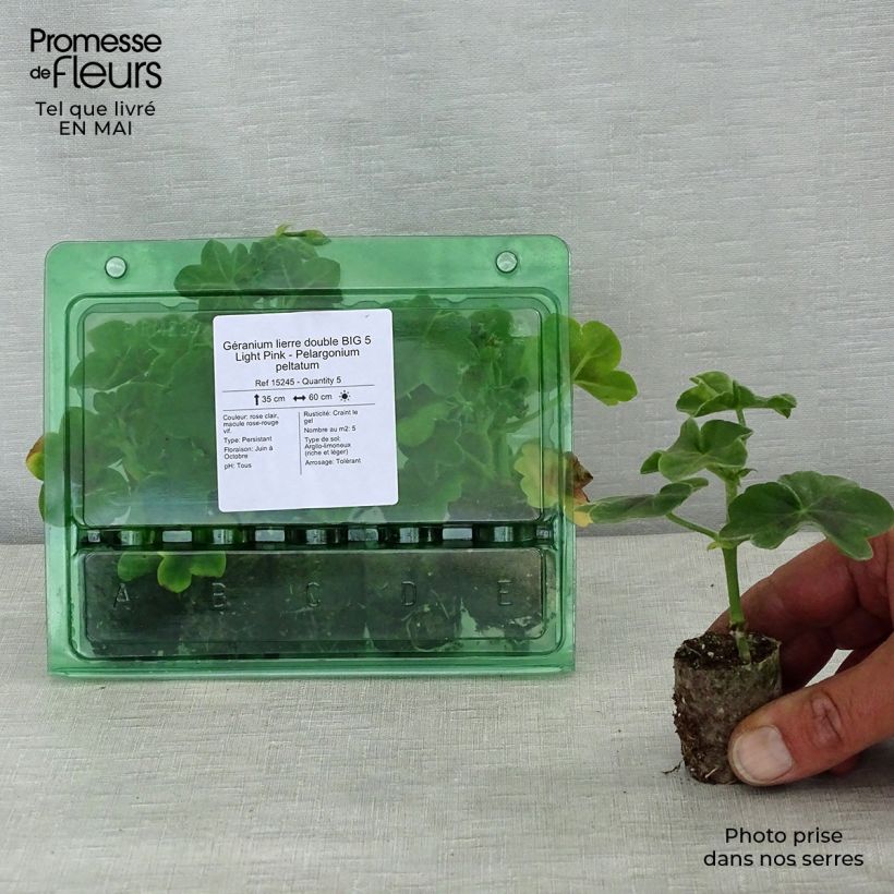 Geranio edera Big 5 Light Pink mini zolla... esemplare consegnato in primavera