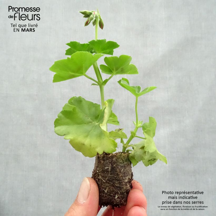 Example of Geranio edera Big 5 Red Devil mini zolla... as you get in printemps