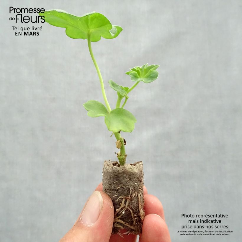 Geranio edera Double Royal Blue Mini zolla Ø 1,5/2,5 cm esemplare consegnato in primavera