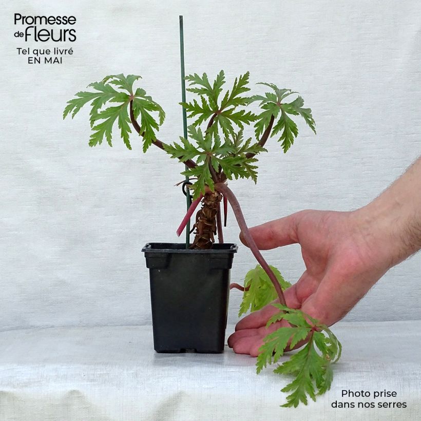 Example of Geranium maderense Vasetto da 7/8 cm as you get in printemps