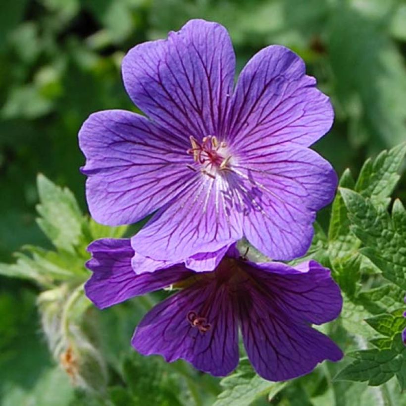 Geranium magnificum (Fioritura)