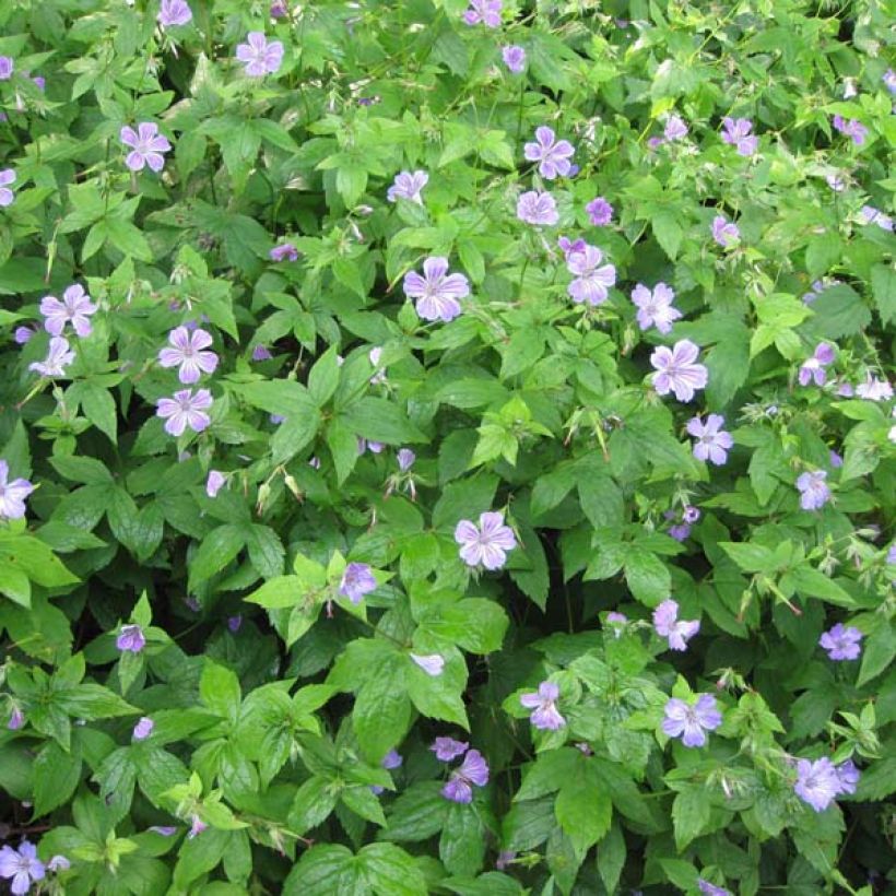 Geranium nodosum - Geranio nodoso (Plant habit)