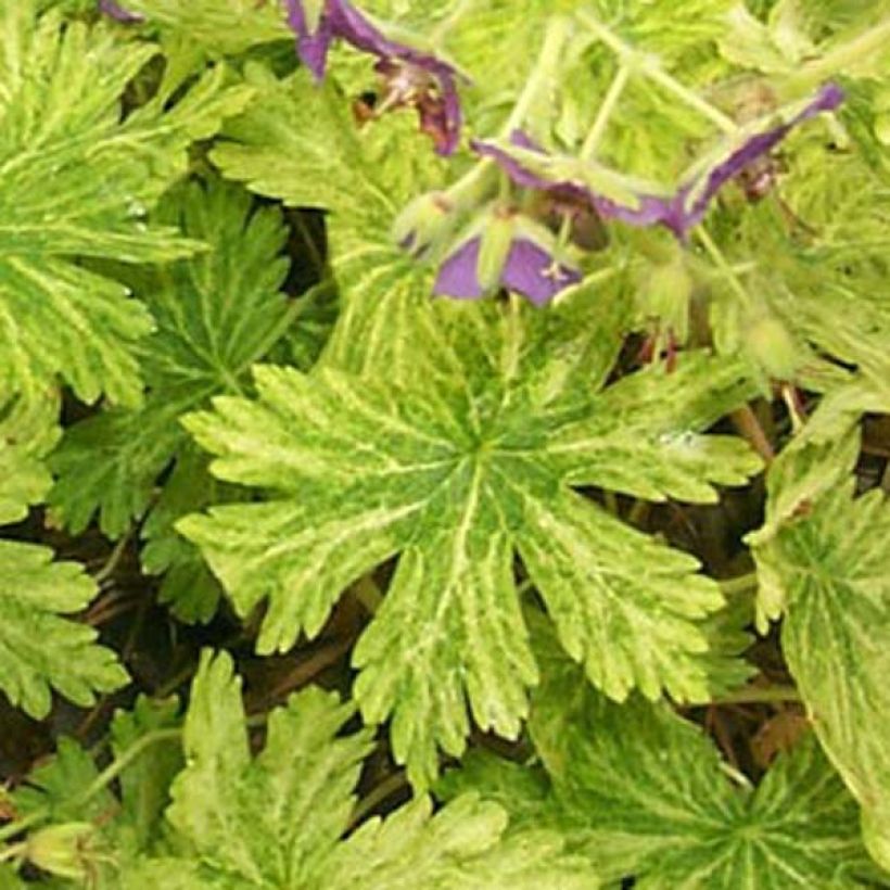 Geranium phaeum Margaret Wilson - Geranio stellato (Fogliame)