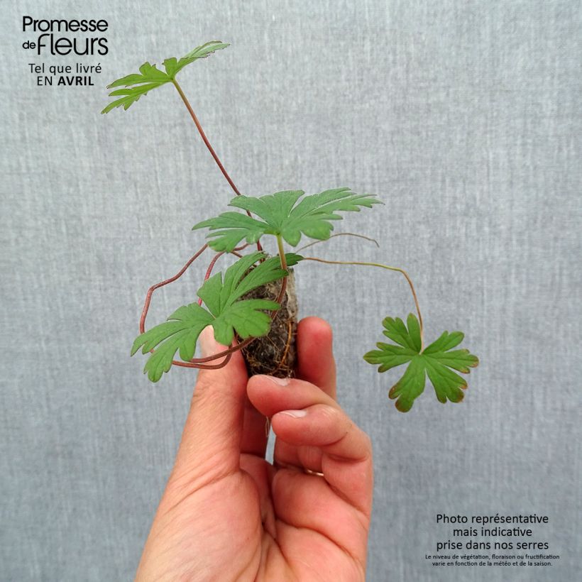 Geranium pratense Else Lacey - Geranio dei prati Mini zolla Ø 1,5/2,5 cm esemplare consegnato in primavera