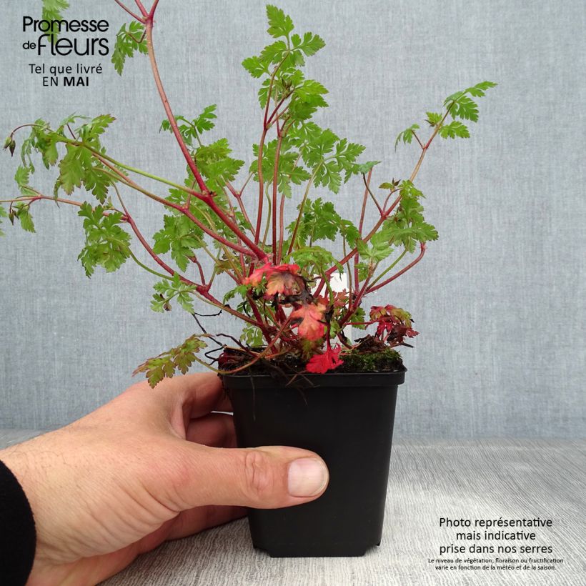 Geranium robertianum - Geranio di San Roberto Vasetto da 8/9 cm esemplare consegnato in primavera
