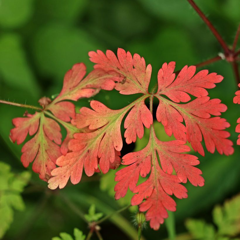 Geranium robertianum - Geranio di San Roberto (Fogliame)