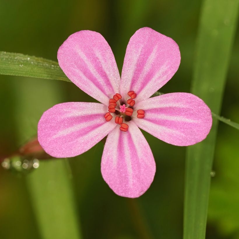 Geranium robertianum - Geranio di San Roberto (Fioritura)