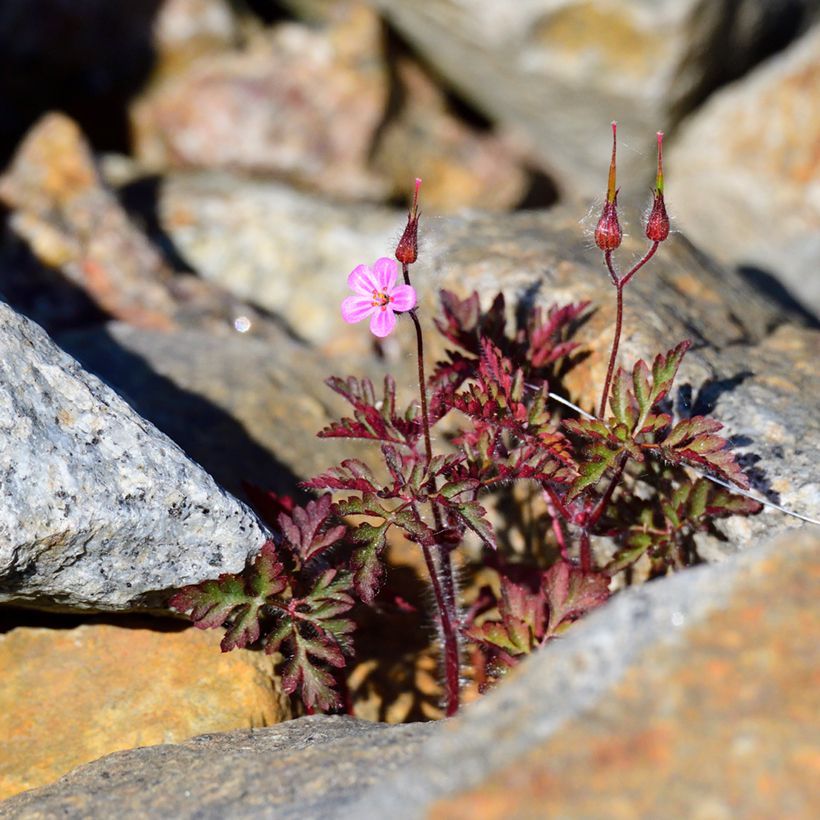 Geranium robertianum - Geranio di San Roberto (Porto)