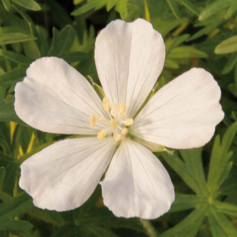 Geranium sanguineum Album - Geranio sanguigno (Flowering)