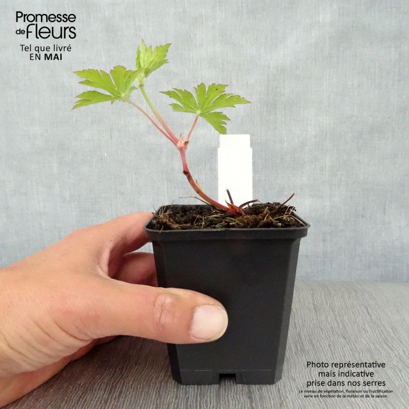 Geranium Ann Folkard Vasetto da 8/9 cm esemplare consegnato in primavera