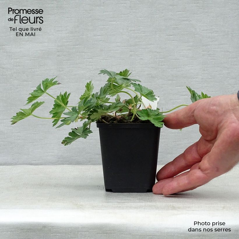 Example of Geranium Azure Rush Vasetto da 8/9 cm as you get in printemps