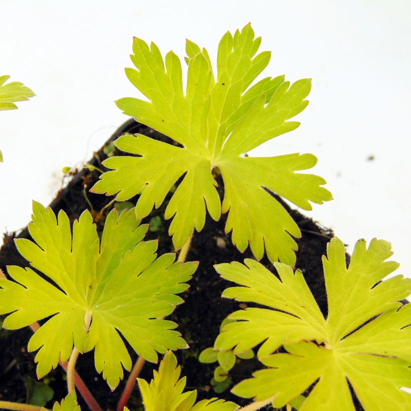 Geranium Blue Sunrise (Foliage)