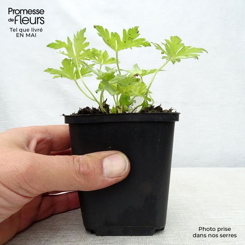 Example of Geranium Blue Sunrise Vasetto da 8/9 cm as you get in printemps