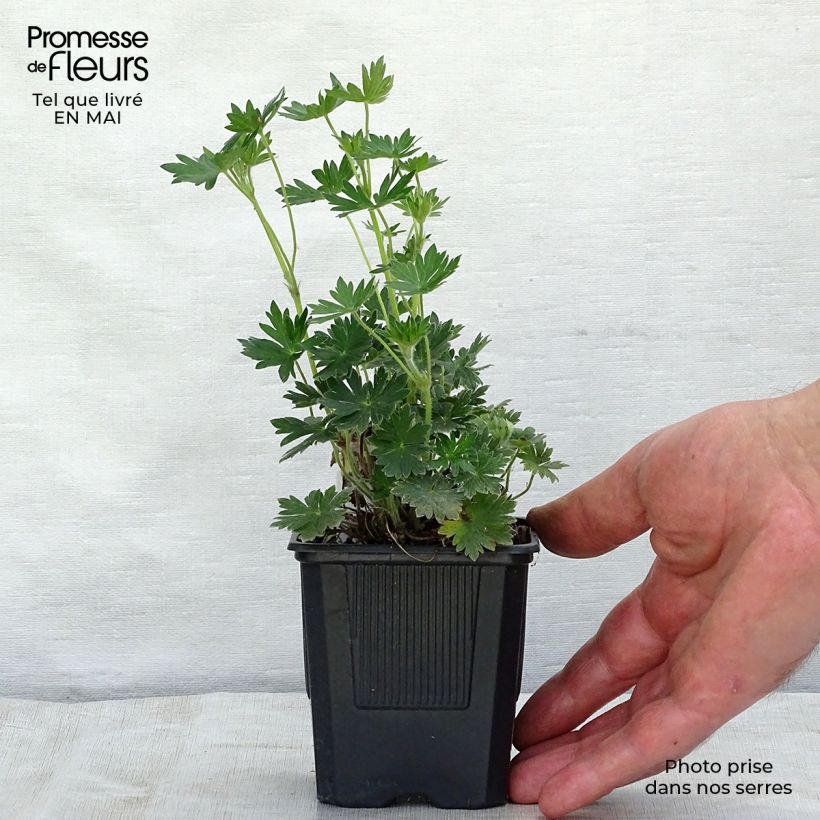 Example of Geranium sanguineum Blushing Turtle - Geranio sanguigno Vasetto da 8/9 cm as you get in printemps