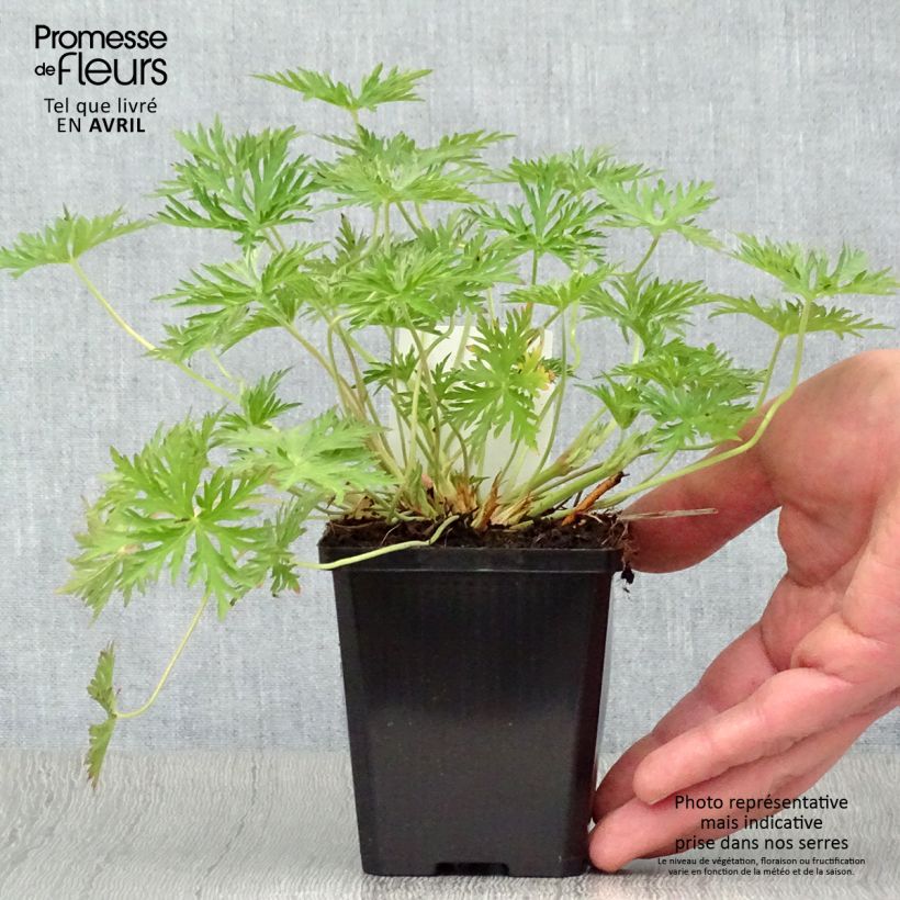 Example of Geranium Brookside Vasetto da 8/9 cm as you get in printemps