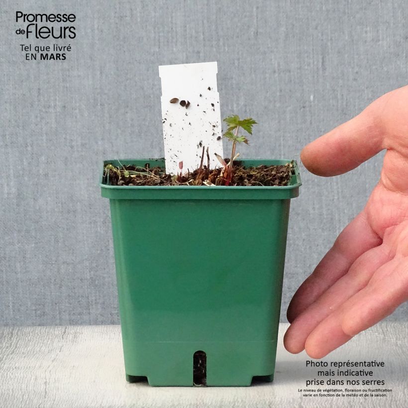 Example of Geranium Brookside Vaso da 1L/1,5L as you get in printemps