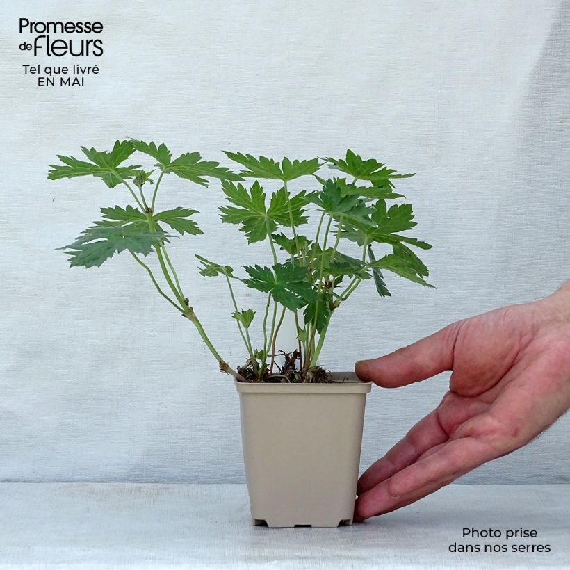 Example of Geranium psilostemon Catherine Deneuve Vasetto da 8/9 cm as you get in printemps