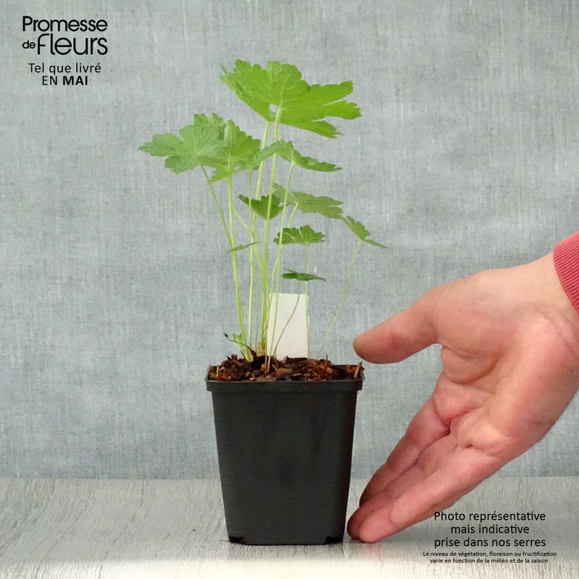 Geranium Chantilly Vasetto da 8/9 cm esemplare consegnato in primavera