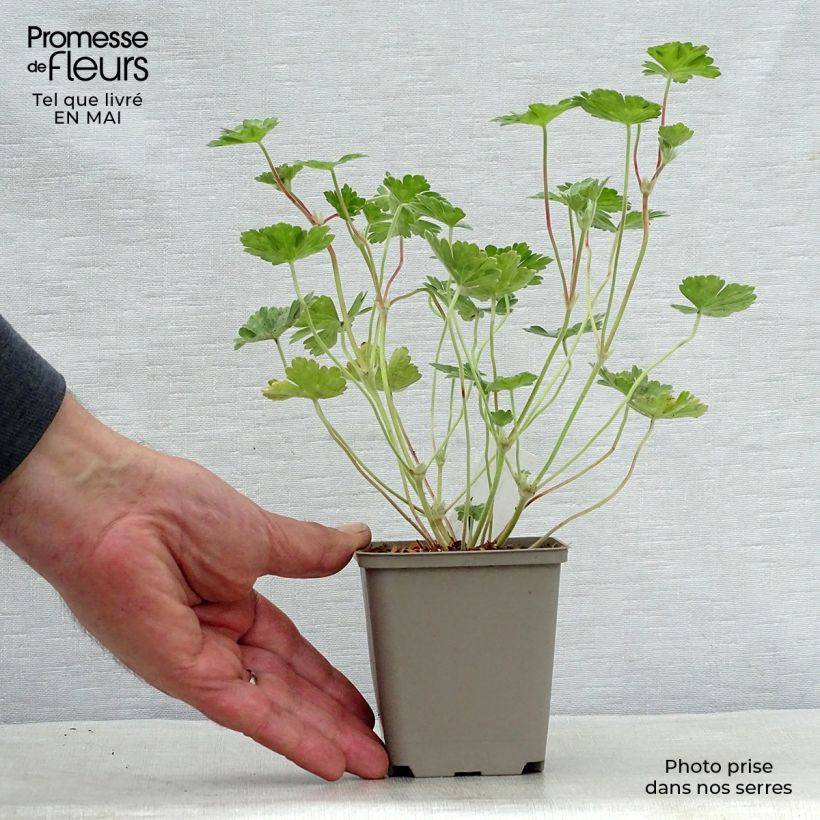Example of Geranium Coombland White Vasetto da 8/9 cm as you get in printemps