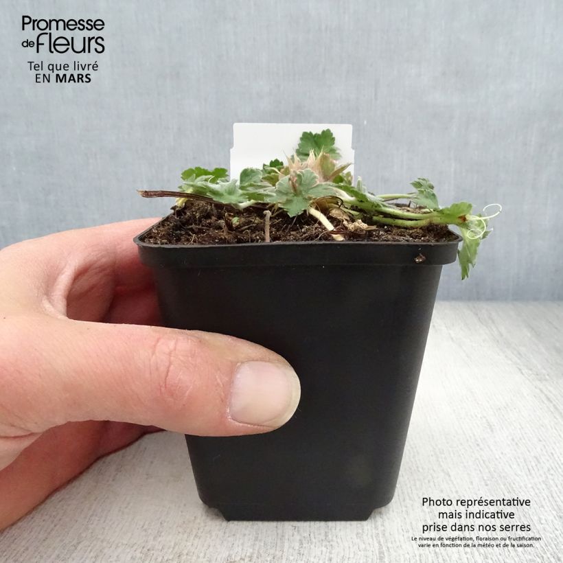 Geranium Dreamland Vasetto da 8/9 cm esemplare consegnato in primavera