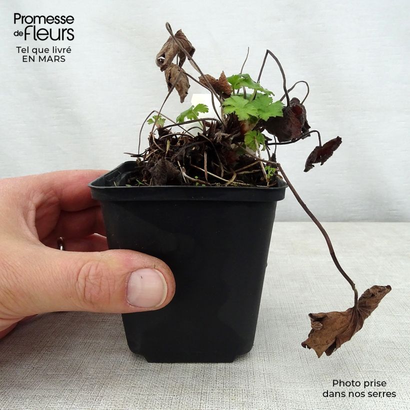 Example of Geranium Karen Wouters Vasetto da 8/9 cm as you get in printemps