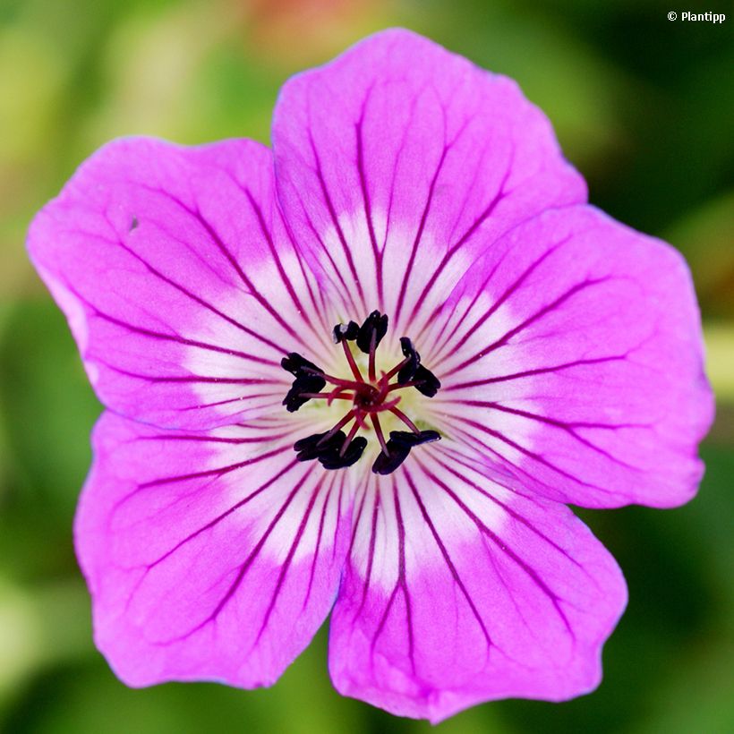 Geranium Kelly-Anne (Flowering)
