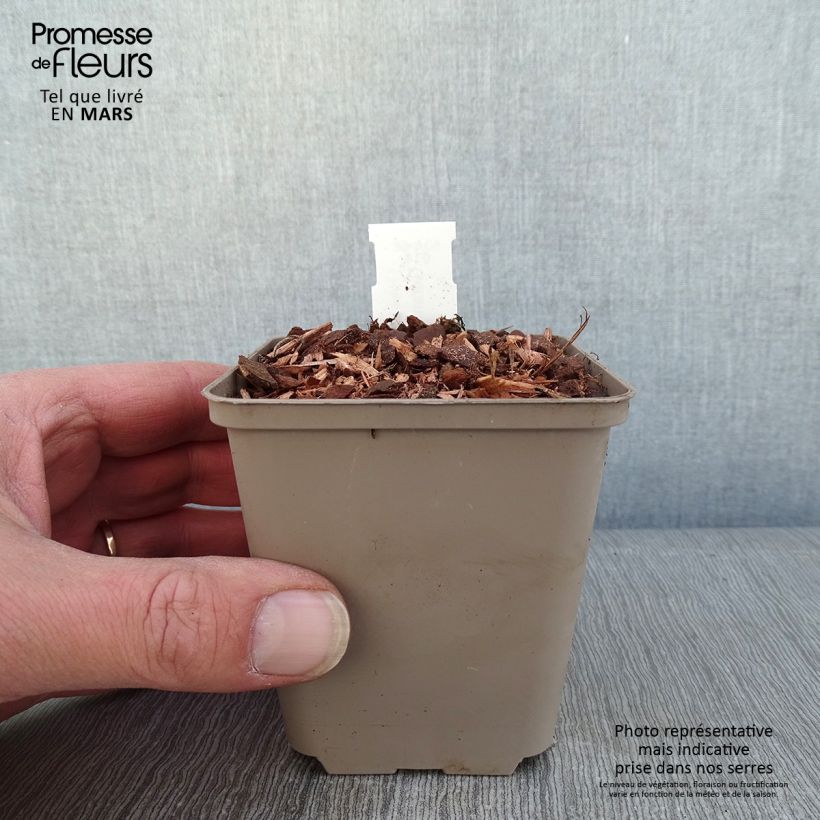 Example of Geranium Kelly-Anne Vasetto da 8/9 cm as you get in hiver